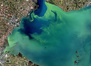 algal bloom