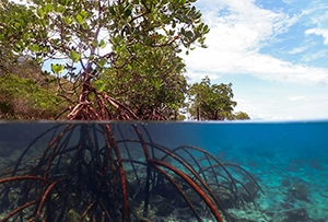 mangroves