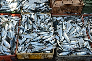 overfishing