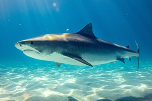 Marine food webs